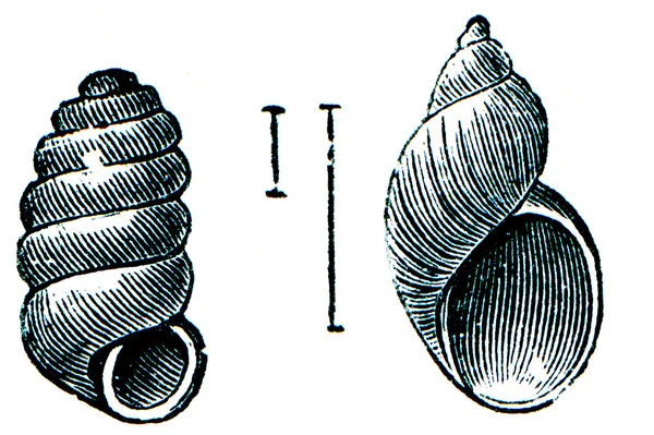 Ślimaki - ablonga muscorum i succinea pupa — Zdjęcie stockowe