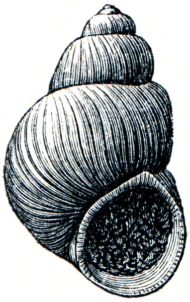Gastropoda - Paludina diviana — Fotografia de Stock