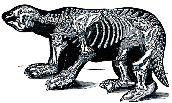 Grande Besta - Megatherium Cuwieri — Fotografia de Stock