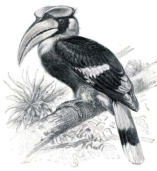 Großer Hornvogel - buceros bicornis — Stockfoto