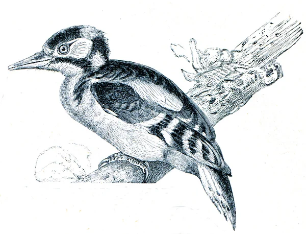 大斑的啄木鸟或更大斑的啄木鸟-dendroc — 图库照片