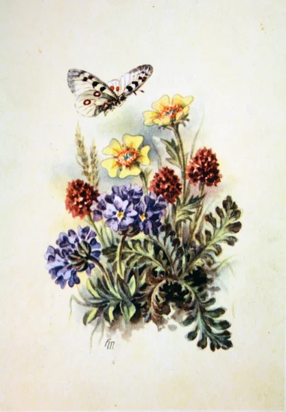 Květiny a motýl — Stock fotografie