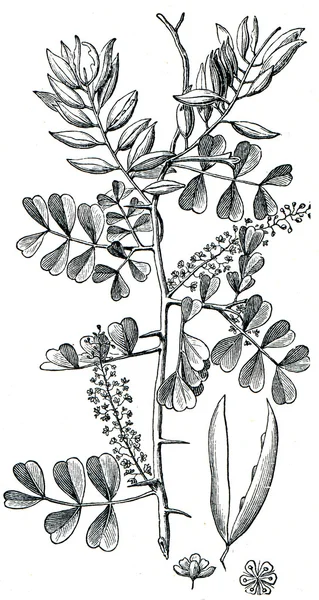 Logwood (Haematoxylum campechianum) — Stock Photo, Image