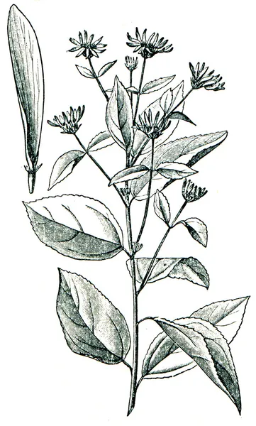 Plantas forrajeras - serie de ilustraciones de la enciclopedia publi — Foto de Stock