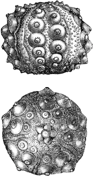 Hemicidaris crenularis, sjöborrar — Stockfoto