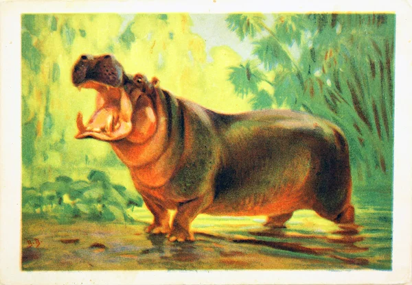 Hipopotama ZSRR-Circa 1982 — Zdjęcie stockowe