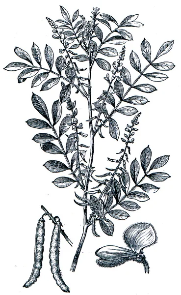 Ware indigo (Indigoplant tinctoria) — Stockfoto