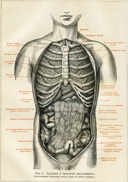 Organi interni di un umano — Foto Stock