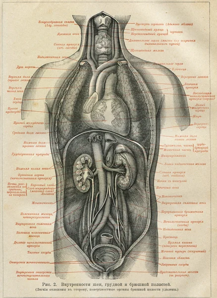 Vnitřní orgány člověka — Stock fotografie