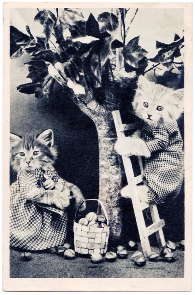 Kattungar klädd som samla nötter från trädet — Stockfoto