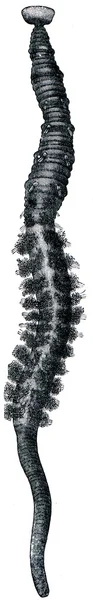 Lobworm Arenicola piscatorum 낚시 — 스톡 사진