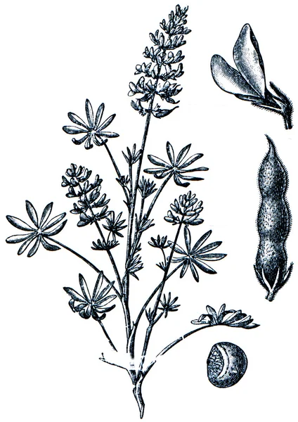 Takarmánynövények - serie a ilustration származó enciklopédia publi — Stock Fotó