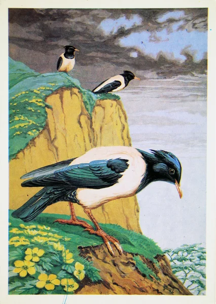 USSR - CIRCA 1984: Reproduction of antique postcard shows Magpie, circa 1984 — Stock Photo, Image
