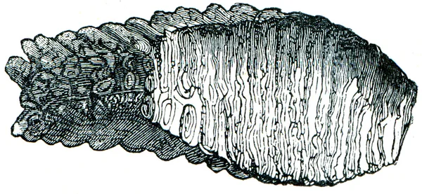 Зуб мамонта, вид сверху — стоковое фото