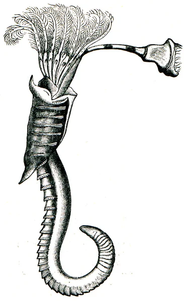 Θαλάσσια δακτυλιοειδής σκώληκας vermilia — Φωτογραφία Αρχείου