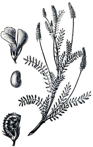 Forage plants - serie of ilustration from the encyclopedia publi — Stock Photo, Image