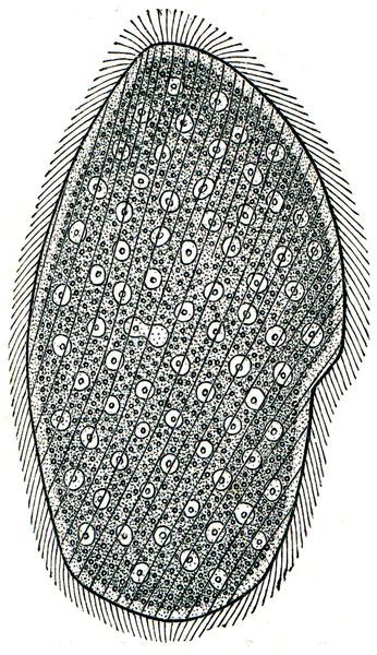 Opalina - infusoria ciliada multicore — Fotografia de Stock