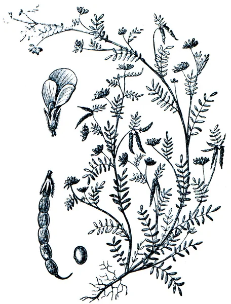 Foderväxter - serie av ilustration från encyklopedi publi — Stockfoto