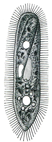 Paramecium-속눈썹 ciliate — 스톡 사진