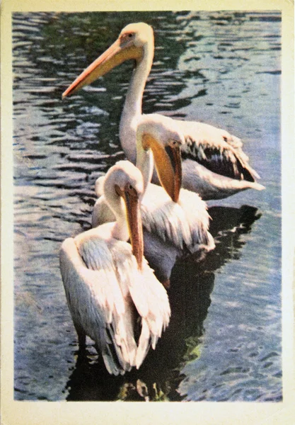 URSS - CIRCA 1963: Reproducción de postales antiguas Pelícanos, circa 1963 —  Fotos de Stock