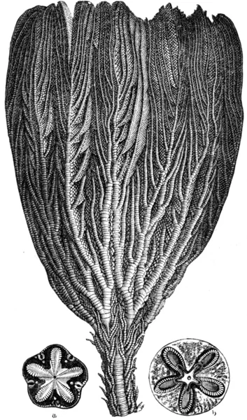 Pentacrinus briaroides, a-b a két pillér, tagja a j — Stock Fotó