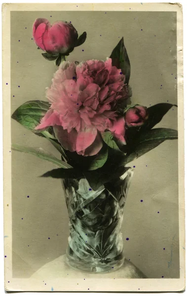 Peonies - hand-painted with aniline dyes picture — Stock Photo, Image