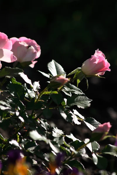 Trädgård blommor. rosor — Stockfoto