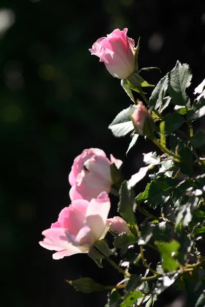 庭の花。バラ — ストック写真