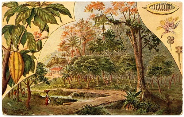 Plantacja drzew, które owoce i ziarna, które — Zdjęcie stockowe