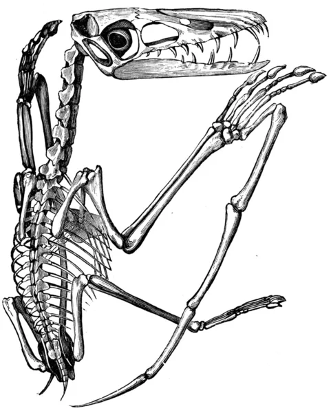 Pterodactylus xanthogastra — Foto de Stock