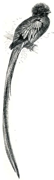 Quesal παπαγάλος - calarus resplendens — Φωτογραφία Αρχείου