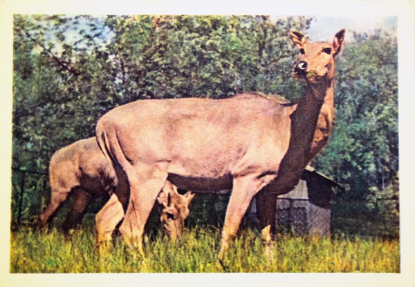 Ussr - ca. 1963: Reproduktion antiker Postkarte zeigt Reh, ca. 1963 — Stockfoto