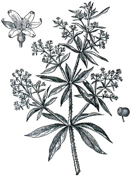 Dyer 's madder (Rubia tinctorum ) — стоковое фото