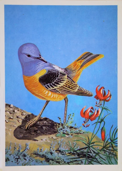 USSR - CIRCA 1984: Reproduction of antique postcard shows Rufous-tailed Rock-thrush, circa 1984 — Stock Photo, Image