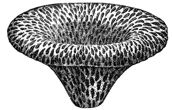 Reticulata Scyphia (Cribrospongia) — стокове фото