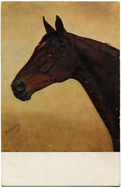 Sherling - głowa konia — Zdjęcie stockowe