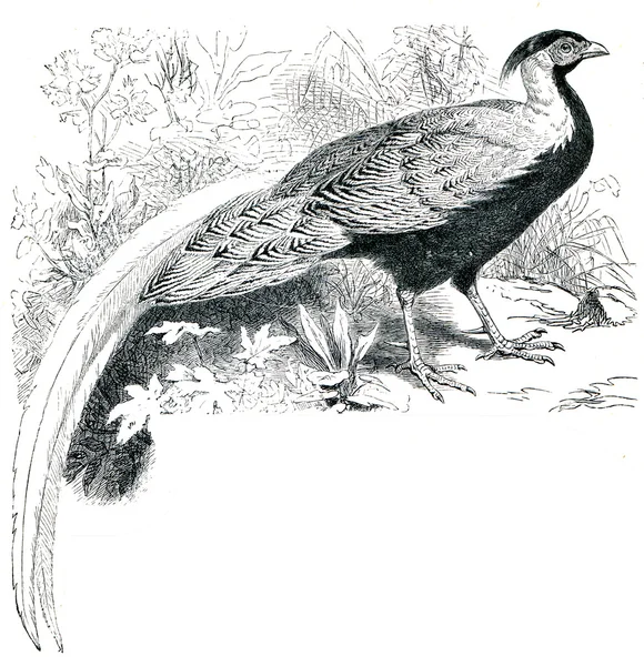 Серебряный фазан - nycthemera птиц — стоковое фото