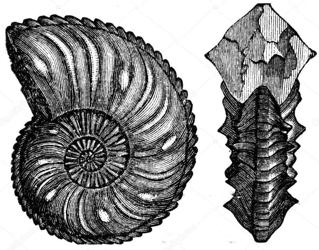 Ammonites margaritatus