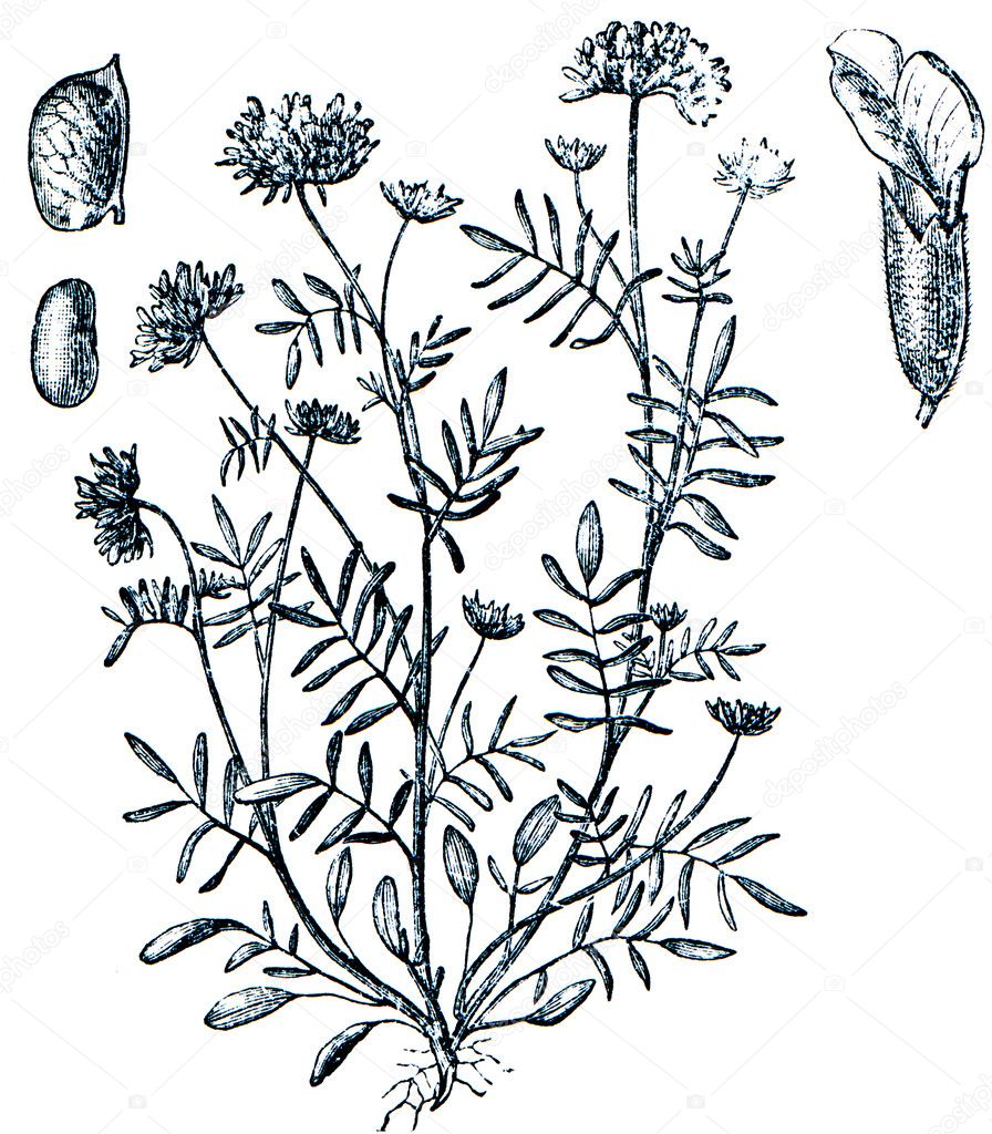 Forage plants - serie of ilustration from the encyclopedia publi