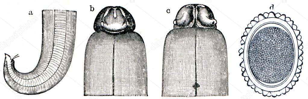 Ascaris lumbricoides a- rear end of the male b - anterior end from the back c - anterior end in ventral view d - egg with shell - illustration to the article 