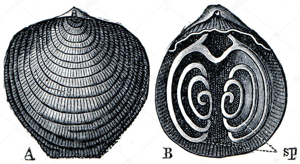 Cambrian and Silurian systems fossil organisms - Brachiopod Atyp
