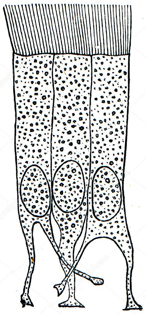 Cells of ciliated epithelium