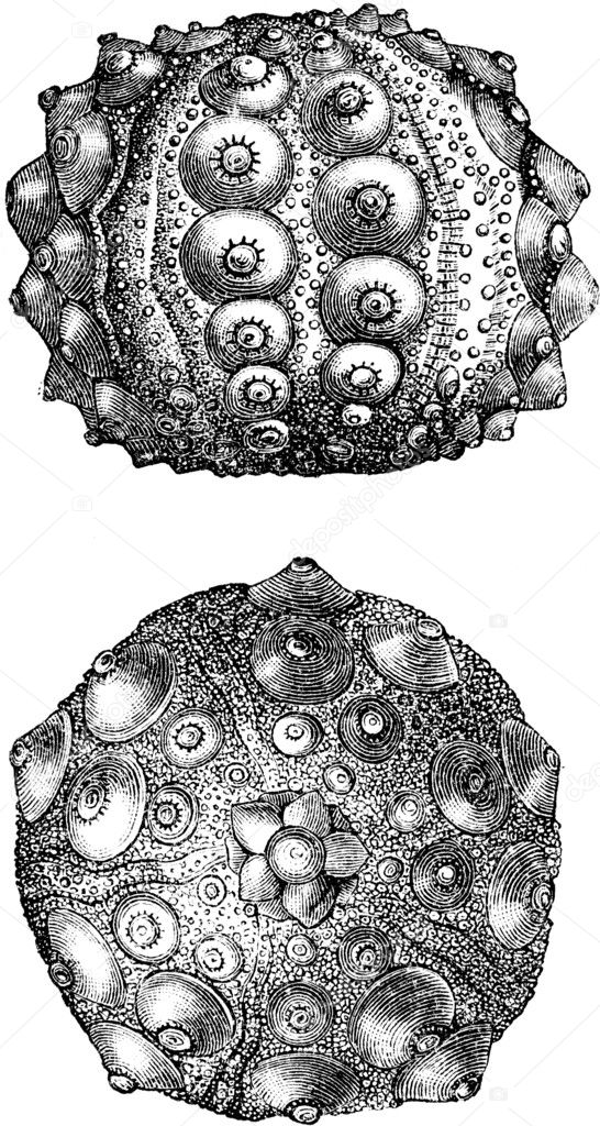 Hemicidaris crenularis, sea urchins