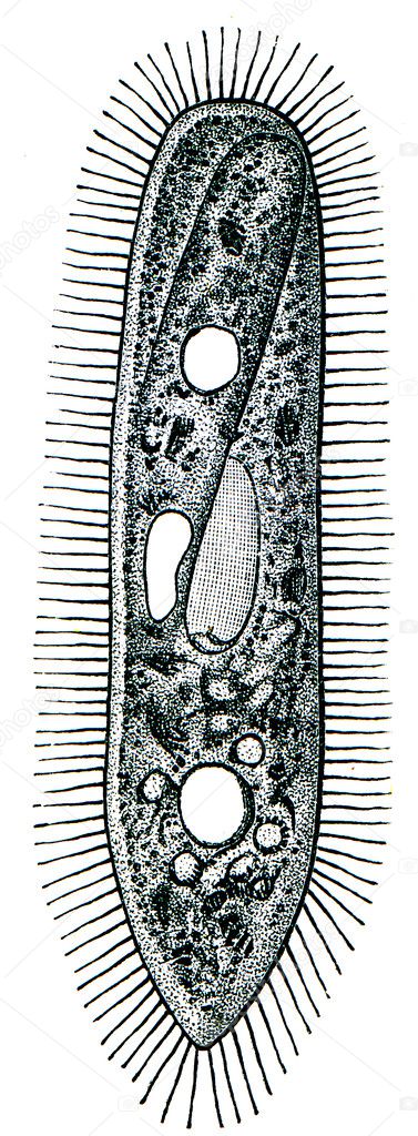 Paramecium - ciliary ciliate