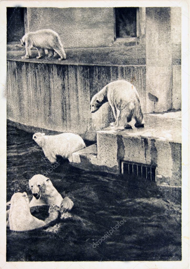 USSR - CIRCA 1960s: Reproduction of antique postcard shows Polar bears, circa 1960s