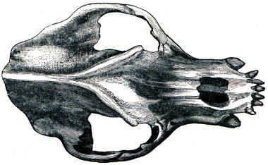 Skull Cave Bear - Ursus spelaeus, top view clipart