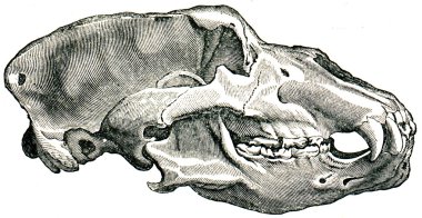 Skull Cave Bear - Ursus spelaeus clipart