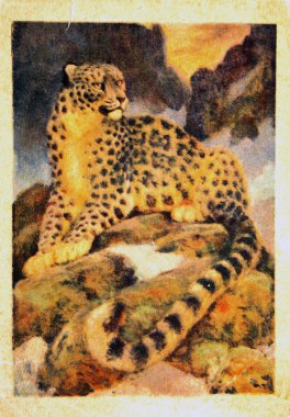 USSR - CIRCA 1988: Reproduction of antique postcard shows Snow Leopard, circa 1988 clipart