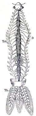 System of tracheas dragonfly larvae - Agrion clipart