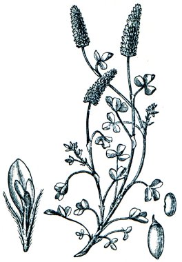 Forage plants - serie of ilustration from the encyclopedia publi clipart